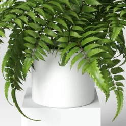 Boston Fern - Threshold™ -Haven Home Store GUEST 3cbf8c34 f3f7 4bfa a5a1 7c1c2936c266